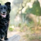 あなたは愛犬に期待しすぎている！犬のペースでトレーニングできていますか？