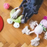 犬のおもちゃの名前の教え方~おもちゃを識別することにメリットはあるのか