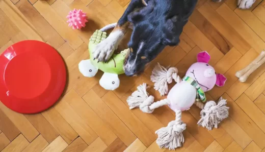 犬のおもちゃの名前の教え方~おもちゃを識別することにメリットはあるのか