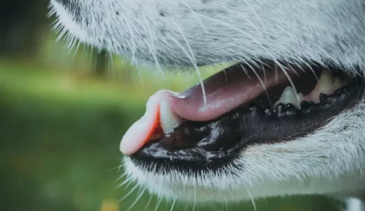 犬の歯磨きはどれくらいの頻度で行うべき？5ステップでわかる犬の歯のお手入れ