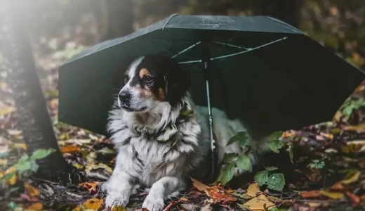 [梅雨到来]雨の日の犬の散歩どうしてる？おすすめの対策方法と便利グッズ紹介